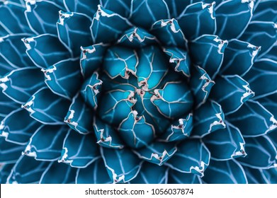 agave cactus, abstract natural pattern background, dark blue toned - Shutterstock ID 1056037874