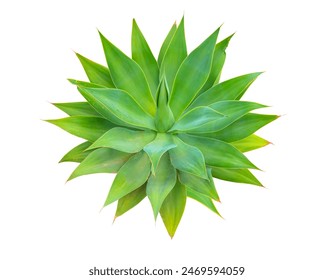 Agave cactus plant green tone color natural isolated white abstract pattern background - Agave attenuata, Fox Tail Agave Plant Isolated on White Background - Powered by Shutterstock