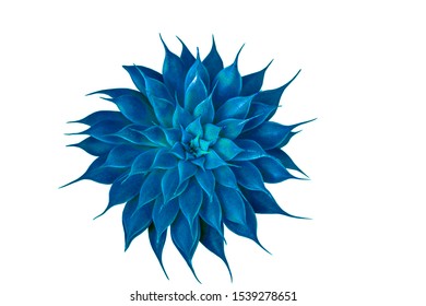 agave cactus,natural pattern background,Cactus plant top view isolated on white background,blue tone, Close up blue succulent plants on white background, Sempervivum plants, agave cactus