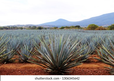 An Agave Camp In Jalisco, Mexico