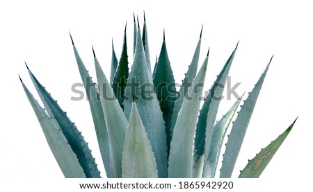 Agave desmettiana 'Variegata', Variegated Smooth Agave Plant Isolated on White Background