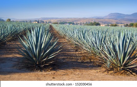 Agave Field