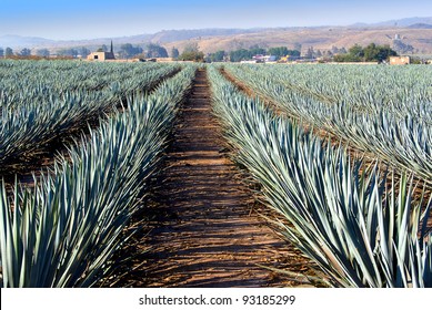 Agave Field