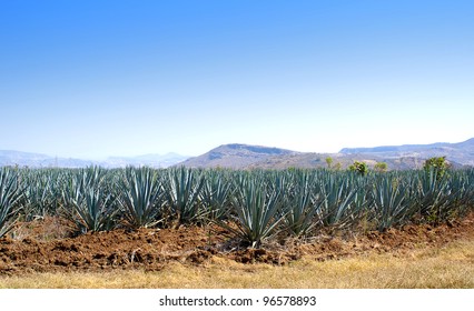 Agave Field