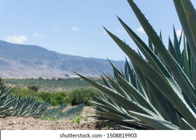 Agave field and baby agave 