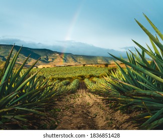 Agave Field Oaxaca Mezcal Mexico