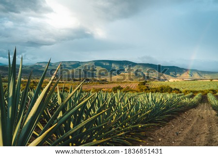 Agave field Oaxaca mezcal Mexico