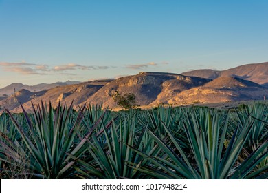 Agave Field Oaxaca Mezcal Tequila Plant