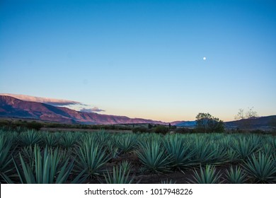 Agave Field Oaxaca Mezcal Tequila