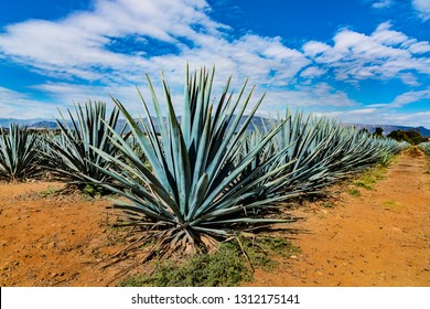 Agave field in Tequila, Jalisco