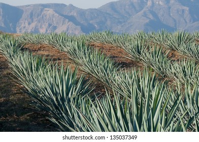 Agave Field In Tequila, Jalisco (Mexico)