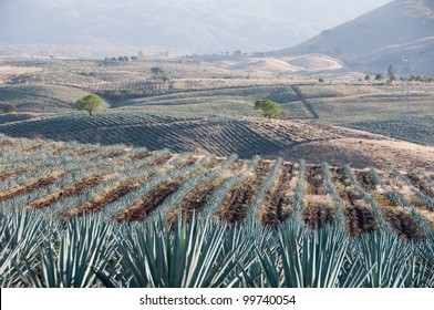 Agave Field In Tequila, Jalisco (Mexico)