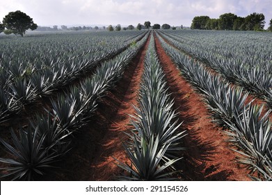 Agave field for Tequila production, Jalisco, Mexico