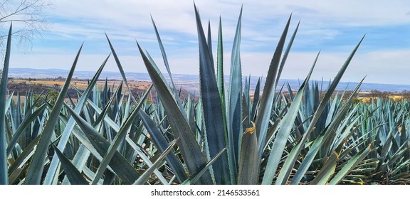 Agave Fields In Los Altos De Jalisco 