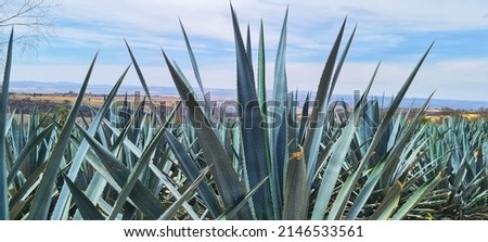 Agave fields in los altos de jalisco 