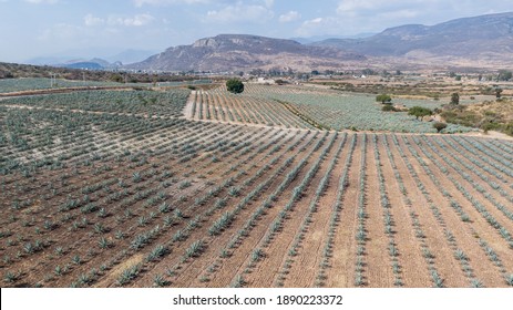 Agave Fields Oaxaca Mezcal Mexico