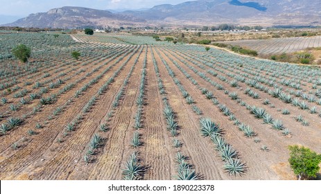 Agave Fields Oaxaca Mezcal Mexico