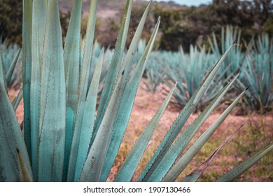 Agave Fields In Tequila Jalisco