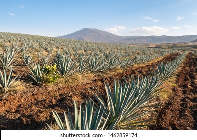 Agave Fields In Tequila, Jalisco, Mexico