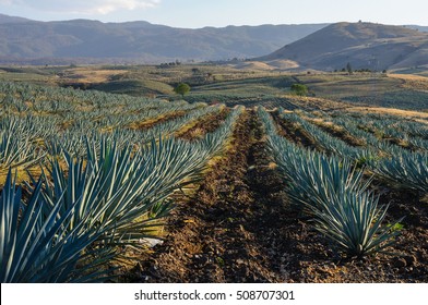 Agave Fields In Tequila, Jalisco (Mexico)