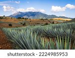 Agave fields  view in Tequila, Jalisco, Mexico. Vanishing point perspective. Colorful landscape with agave.
