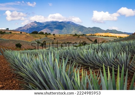 Agave fields  view in Tequila, Jalisco, Mexico. Vanishing point perspective. Colorful landscape with agave.
