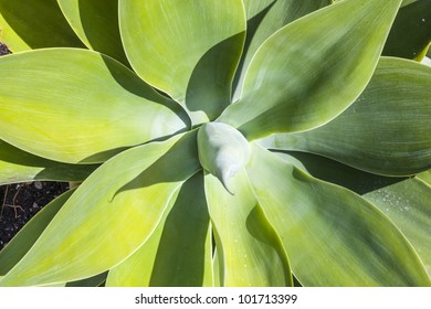 agave growing on volcanic ash
