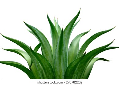 Agave Isolated On White Background 