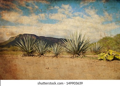 Agave Landscape