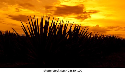 Agave Landscape Sunset