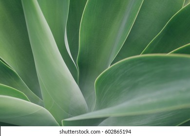 Agave Leaf Texture Background