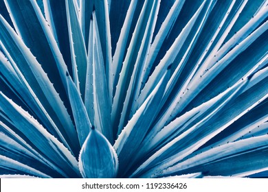 agave leaf texture background, thorn foliage, exotic plant, blue toned