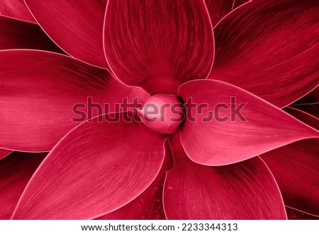 Agave leaves rosette closeup, Abstract floral pattern. Wild agave plant Fox Tail. Image toned in color of the year 2023 viva magenta