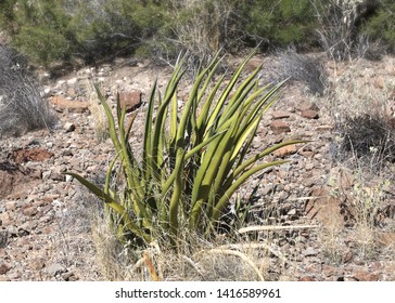 Agave Lechuguilla (cactus Found Only In The Chihuahuan Desert)