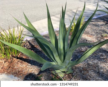 Agave Lechuguilla An Agave Species Found In The Desert