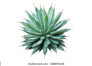 Agave macroacantha, Black Spined Agave Plant Isolated on White Background - Powered by Shutterstock