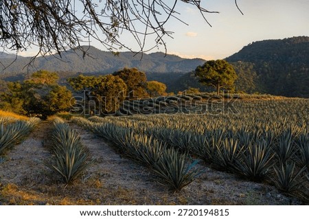 Agave for making tequila next to the trees and mountains of Tequila, Jalisco.