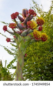 Agave Montana In Bloom.  Native Of Sierra Madre Mountains Of Mexico.  