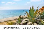 Agave on the coast of Mediterranean Sea by the beach in Netanya, Israel. Landscape