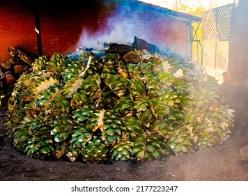 Agave Pine Cut Process Closeup