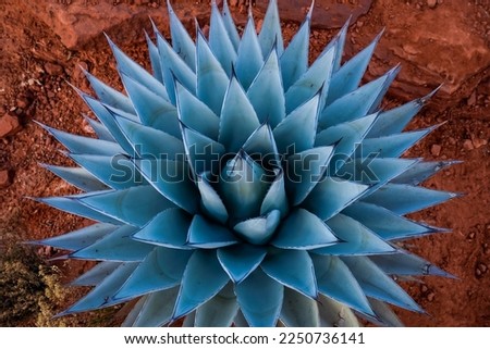 An agave plant against a red sediment background during sunset.