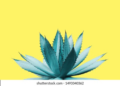 Agave Plant in Blue Tone Color on Yellow Background Colorful Design Image - Powered by Shutterstock