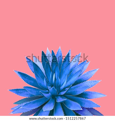 Agave Plant in Blue Tone Color on Pink Background Colorful Design Image