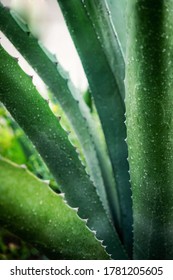 Agave plant bush covered with fresh rain drops cropped frame. Photo for natural cosmetic or medical tabs.