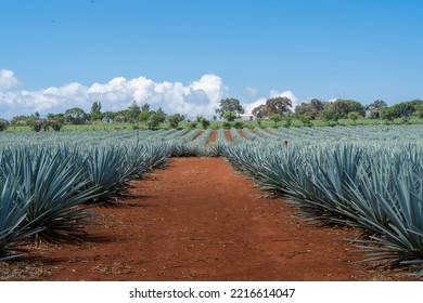 Agave plant field, Tequila Jalisco 
					