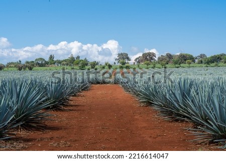 Agave plant field, Tequila Jalisco 
