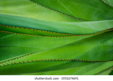 Agave Plant Green Abstract Background 