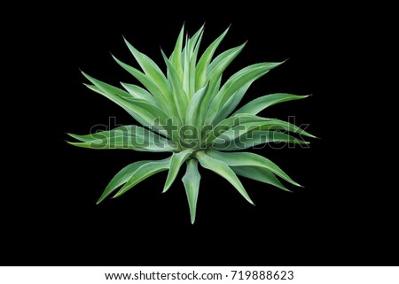 Agave plant isolated on  black background. clipping path. Agave plant tropical drought tolerance has sharp thorns.