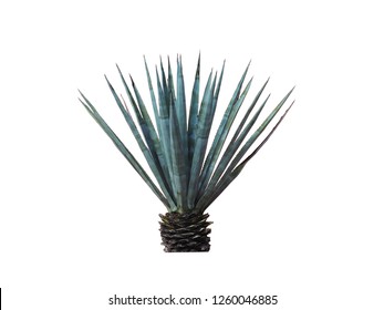 Agave plant isolated on white background.,This has clipping path. 

