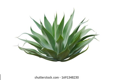 Agave plant isolated on white background.This has clipping path. - Powered by Shutterstock